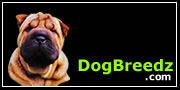 Chinese Shar-Pei pictures, photos, information and eCards